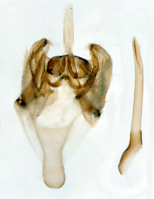 Hagtornsspinnmal Scythropia crataegella