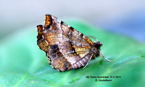 Allm�n m�nm�tare Selenia dentaria
