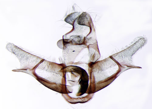 Bjrkvrmal Semioscopis oculella