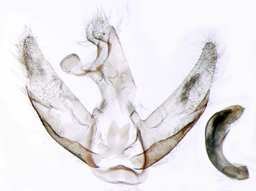 Aspvrmal Semioscopis strigulana