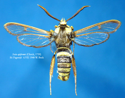 Allm�n poppelglasvinge Sesia apiformis