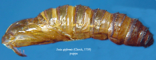 Större poppelglasvinge Sesia apiformis