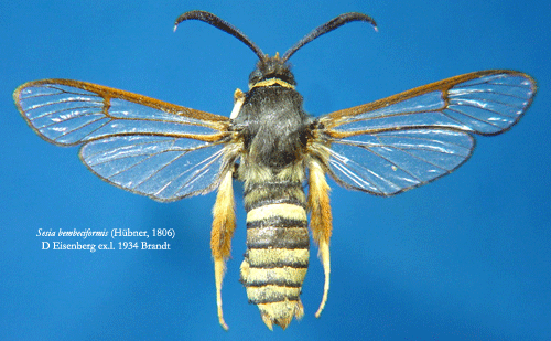B�lgetinglik glasvinge Sesia bembeciformis