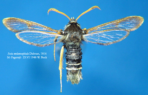 Liten poppelglasvinge Sesia melanocephala