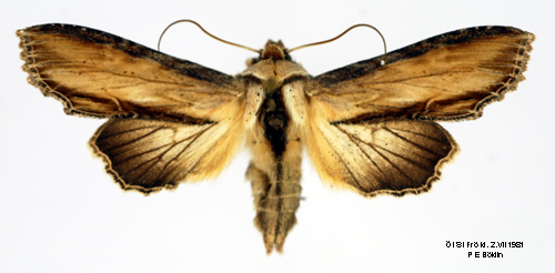 Grågult kapuschongfly Cucullia lychnitis