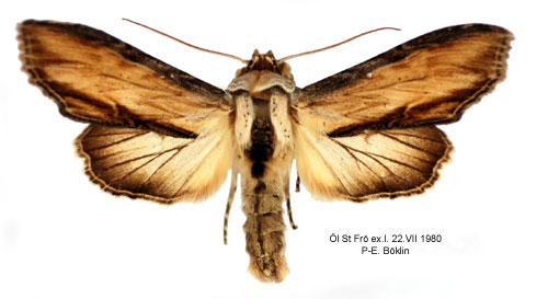 Grågult kapuschongfly Cucullia lychnitis