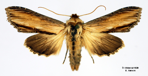 Flenörtkapuschongfly Cucullia scrophulariae