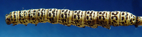 Kungsljuskapuschongfly Shargacucullia verbasci