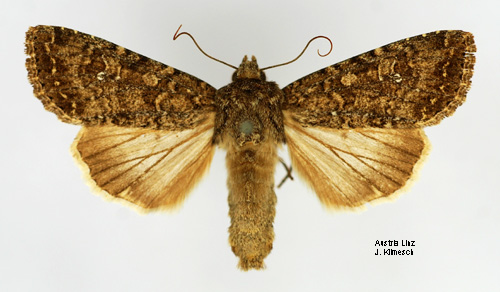 Vitpunkterat lundfly Sideridis albicolon