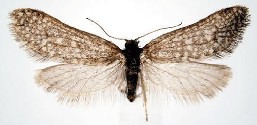 Tallsäckspinnare Dahlica listerella