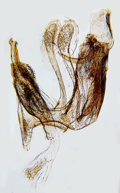Dubbelstreckad nbbmal Sophronia chilonella