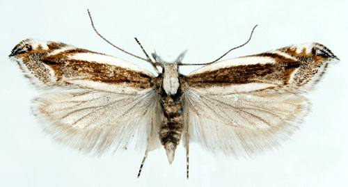 Dubbelstreckad nbbmal Sophronia chilonella