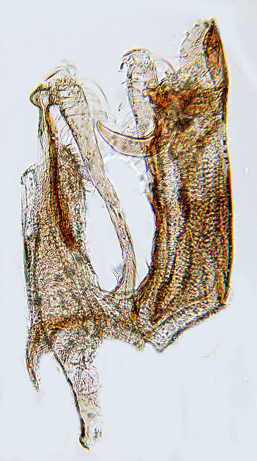 Bgstreckad nbbmal Sophronia humerella