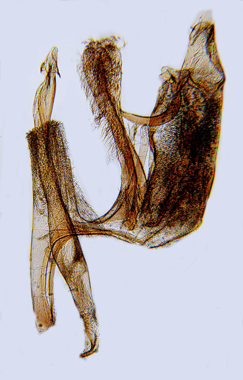 Rakstreckad nbbmal Sophronia semicostella