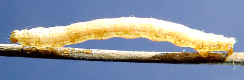S�rjande f�ltm�tare Spargania luctuata