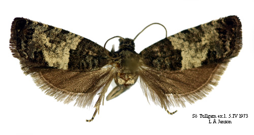 Lärkknoppvecklare Spilonota laricana