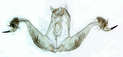 Lrkknoppvecklare Spilonota laricana