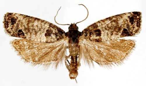 Lärkknoppvecklare Spilonota laricana