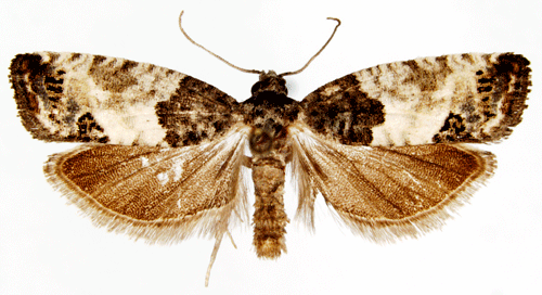 Lövträdsknoppvecklare Spilonota ocellana