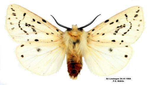 Prickig tigerspinnare Spilosoma lubricipedum