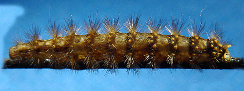 Gul tigerspinnare Spilosoma lutea