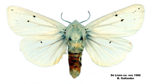 Vit tigerspinnare Spilosoma urticae