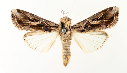 Större bomullsfly Spodoptera dolichos