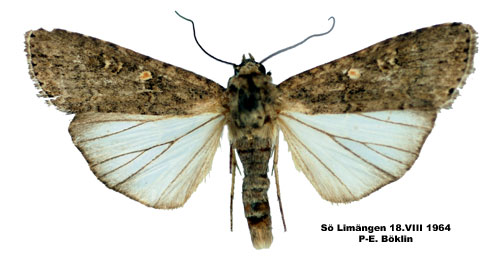 Smalvingat lövfly Spodoptera exigua