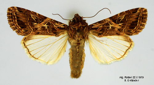Mindre Mindre bomullsfly Spodoptera littoralis