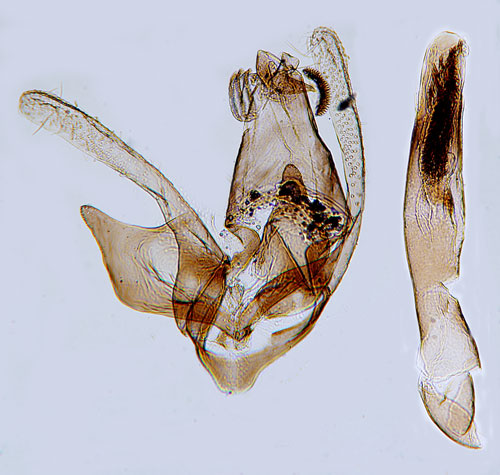 Gulhövdad hagtornsbrokmal Spuleria flavicaput