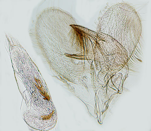 Alspretmal Stathmopoda pedella
