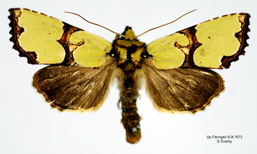 Grönt rotfly Staurophora celsia