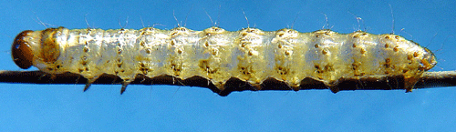 Gr�nt rotfly Staurophora celsia