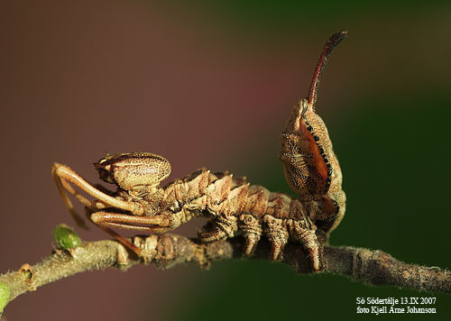 Ekorrspinnare Stauropus fagi