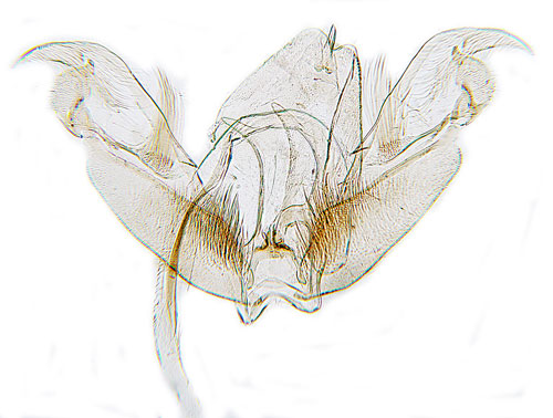 Ängsväddfjädermott Stenoptilia bipunctidactyla