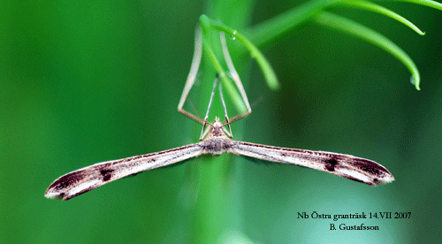 �ngsv�ddfj�dermott Stenoptilia bipunctidactyla
