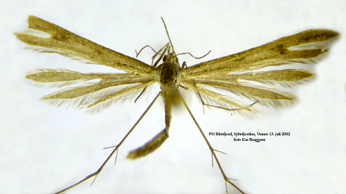 Tuvbr�ckefj�dermott Stenoptilia islandicus