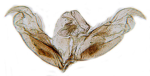 Mandelblomfjädermott Stenoptilia pelidnodactyla