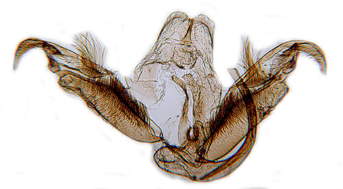 Klockgentianafjädermott Stenoptilia pneumonanthes