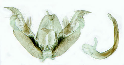 Teveronikefjädermott Stenoptilia pterodactyla