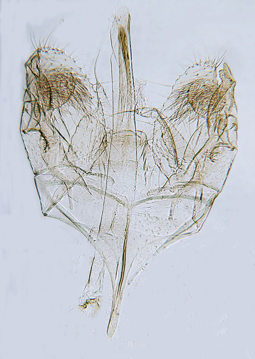 Plommonlavsmal Stenoptinea cyaneimarmorella