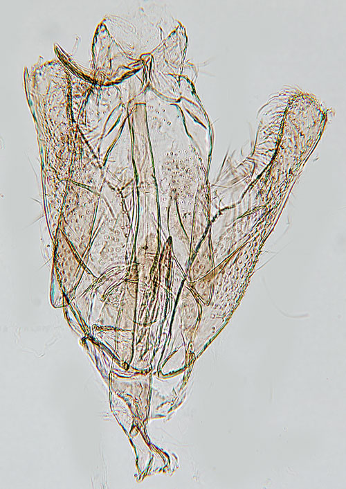 Bergmynteminerarmal Stephensia brunnichella