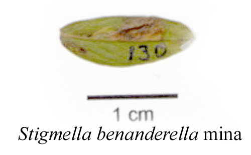 Krypvidedvrgmal Stigmella benanderella