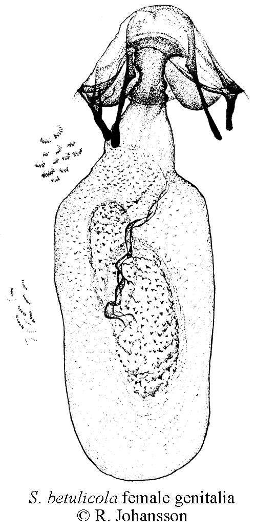 Småbjörkdvärgmal Stigmella betulicola
