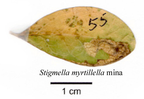 Bl�b�rsdv�rgmal Stigmella myrtillella