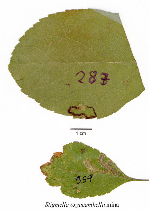 Skimmerdv�rgmal Stigmella oxyacanthella