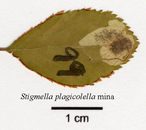 Sl�ndv�rgmal Stigmella plagicolella