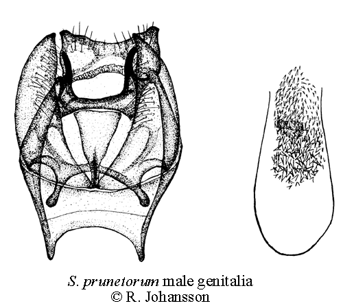 Spiraldvärgmal Stigmella prunetorum