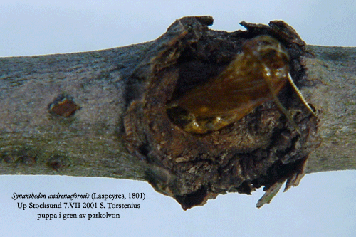 Olvonglasvinge Synanthedon andrenaeformis