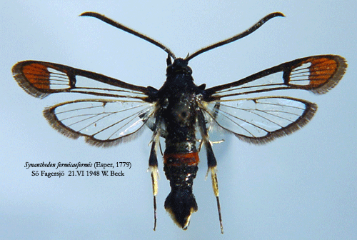Myrlik glasvinge Synanthedon formicaeformis